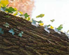 Ivy on tree